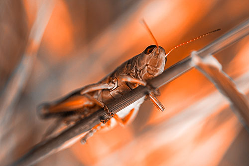 Grasshopper Cuddles Grass Blade Tightly (Orange Tone Photo)