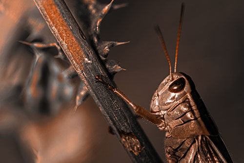 Grasshopper Hangs Onto Weed Stem (Orange Tone Photo)