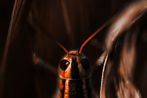 Grasshopper Holds Tightly Among Windy Grass Blades (Orange Tone Photo)