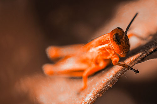 Grasshopper Laying Down Atop Leaf Petal (Orange Tone Photo)