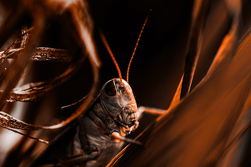 Grasshopper Perched Between Dead And Alive Grass (Orange Tone Photo)