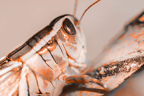 Grasshopper Rests Atop Ascending Branch (Orange Tone Photo)