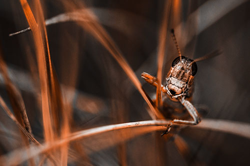 Grasshopper Smiling Among Intersecting Grass Blades (Orange Tone)