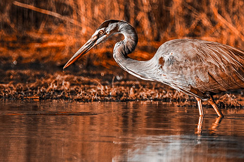 Great Blue Heron Beak Dripping Water (Orange Tone Photo)