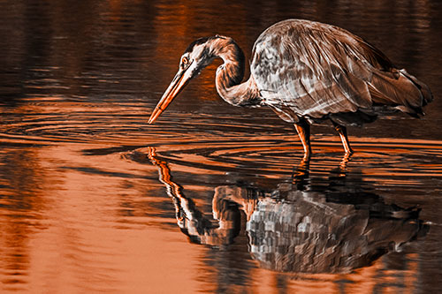 Great Blue Heron Snatches Pond Fish (Orange Tone Photo)