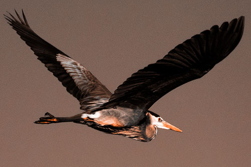 Great Blue Heron Soaring The Sky (Orange Tone Photo)