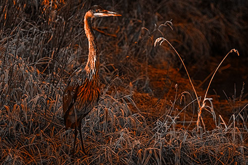 Great Blue Heron Standing Tall Among Feather Reed Grass (Orange Tone Photo)