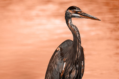 Great Blue Heron Standing Tall Among River Water (Orange Tone Photo)