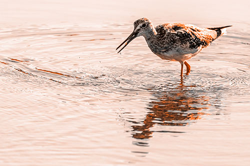 Greater Yellowlegs Fishing Among Shallow Water (Orange Tone)