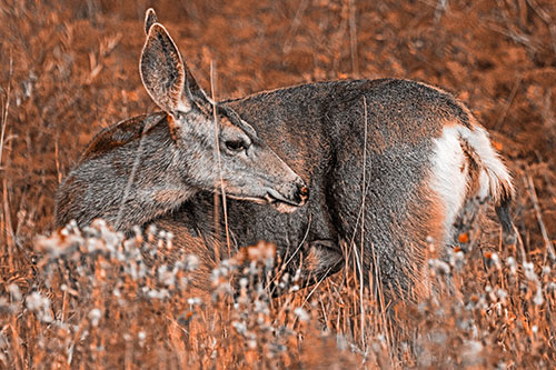 Grooming Mule Deer Bending Backwards Among Vegetation (Orange Tone)