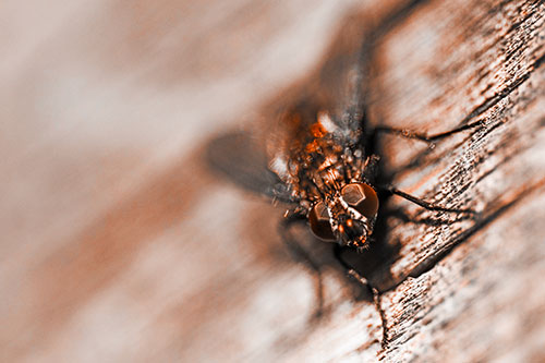 Happy Cluster Fly Enjoys Getting Suntan Among Cracked Wood (Orange Tone)