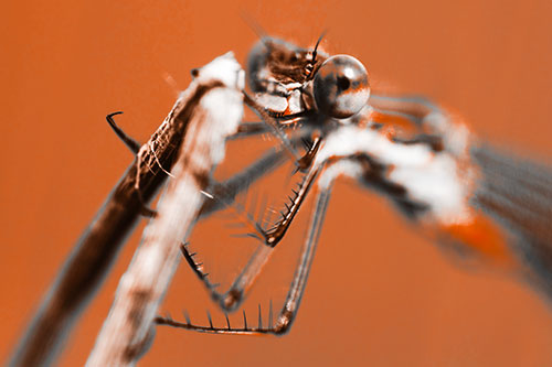 Happy Faced Dragonfly Clings Onto Broken Stick (Orange Tone Photo)