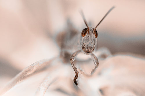 Happy Grasshopper Smiling Among Sneezeweed Leaves (Orange Tone)