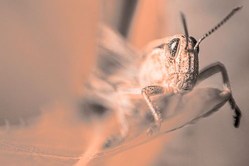 Happy Grasshopper Standing Among Sloping Leaf (Orange Tone)