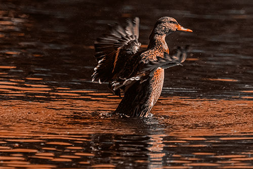 Happy Mallard Duck Flapping Wings Towards Sunshine (Orange Tone)