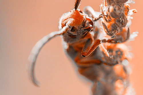 Happy Milkweed Beetle Climbing Fuzzy Plant (Orange Tone)
