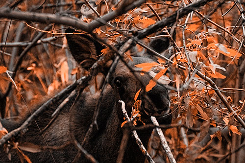 Happy Moose Smiling Behind Tree Branches (Orange Tone Photo)