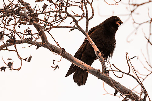 Happy Open Mouthed Crow Cawing (Orange Tone Photo)