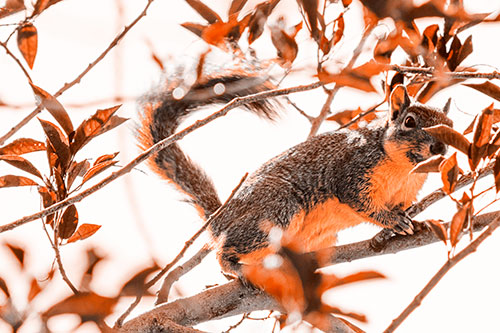 Happy Squirrel With Chocolate Covered Face (Orange Tone Photo)