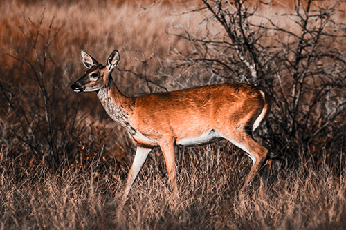 Happy White Tailed Deer Enjoying Stroll Through Grass (Orange Tone)