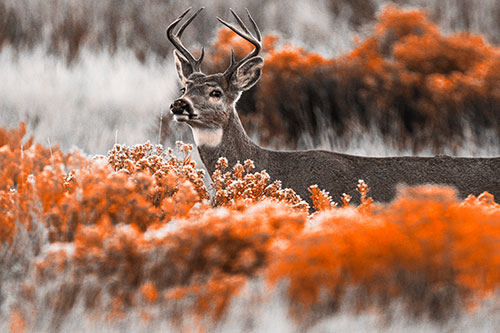 Happy White Tailed Deer Wanders Behind Vegetation (Orange Tone)