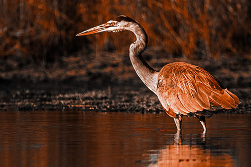 Head Tilting Great Blue Heron Hunting For Fish (Orange Tone Photo)