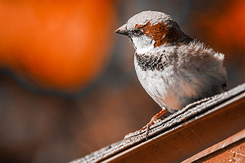 Head Tilting House Sparrow Perched Along Rooftop (Orange Tone)