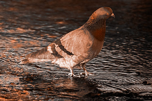 Head Tilting Pigeon Wading Atop River Water (Orange Tone Photo)