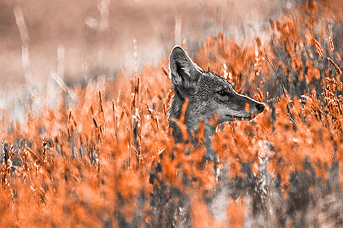 Hidden Coyote Watching Among Feather Reed Grass (Orange Tone Photo)