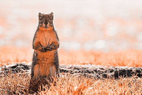 Hind Leg Squirrel Standing Among Grass (Orange Tone Photo)