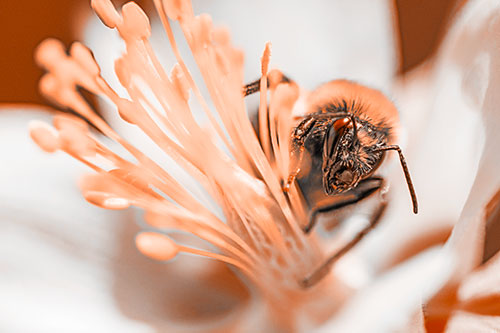 Honey Bee Crawling Among Columbine Flower (Orange Tone)