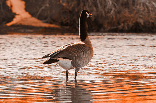 Honking Canadian Goose Standing Among River Water (Orange Tone Photo)