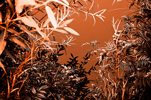 Horde Of Fern Plants Descending Into River Water (Orange Tone)