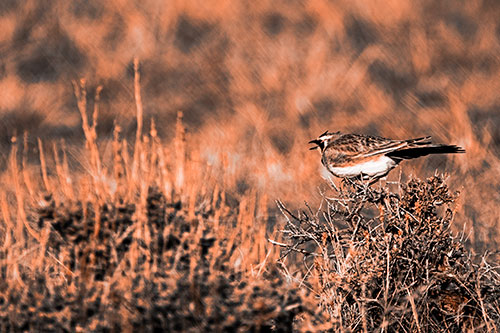 Horned Lark Chirping Loudly Perched Atop Sticks (Orange Tone Photo)