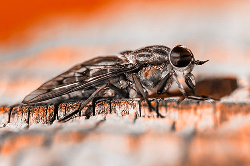 Horse Fly Resting Among Cracked Wood (Orange Tone)