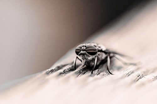 Horse Fly Resting Among Grooved Wood (Orange Tone)