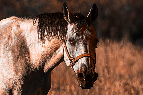 Horse Making Eye Contact (Orange Tone Photo)