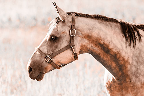 Horse Wearing Bridle Among Sunshine (Orange Tone Photo)