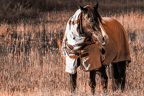 Horse Wearing Coat Atop Wet Grassy Marsh (Orange Tone)