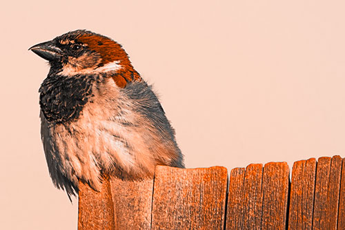 House Sparrow Perched Atop Wooden Post (Orange Tone Photo)