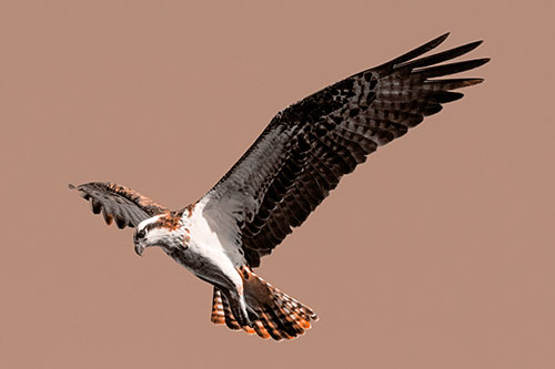 Hovering Osprey Hawk Looking For Fish Below (Orange Tone)