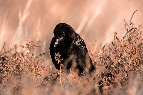 Hunched Over Raven Among Dying Plants (Orange Tone Photo)