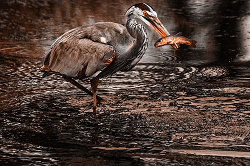 Hungry Great Blue Heron Spears Through Trout Fish (Orange Tone)