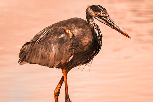 Hungry Great Blue Heron Spots Swimming Fish (Orange Tone)