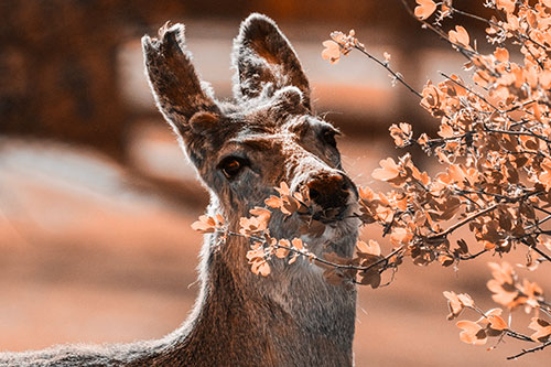 Hungry Lone Mule Deer Chewing Tree Leaves (Orange Tone)