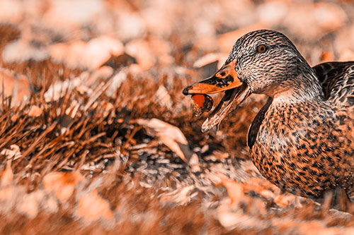 Hungry Mallard Duck Devours Cherry (Orange Tone)