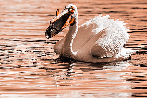 Hungry Pelican Captures Salamander For Breakfast (Orange Tone)