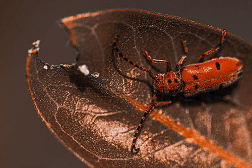 Hungry Red Milkweed Beetle Rests Among Chewed Leaf (Orange Tone Photo)