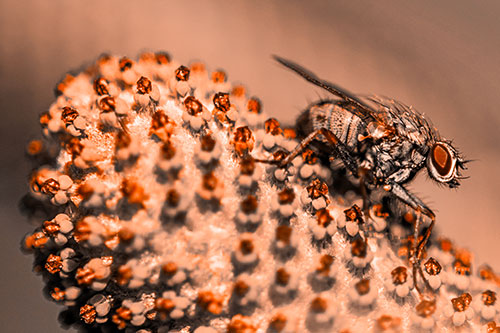 Hunter Fly Rests Among Sloping Coneflower (Orange Tone)