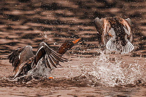 Hyper Water Splashing Mallard Ducks Playing Among Lake (Orange Tone)